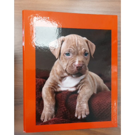 Cartellina ad anelli Seven Colour Code Animali